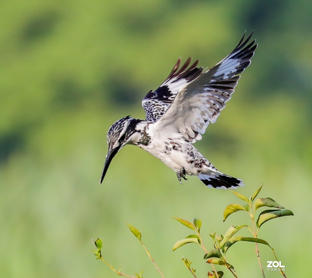 斑鱼狗，是一种鸟