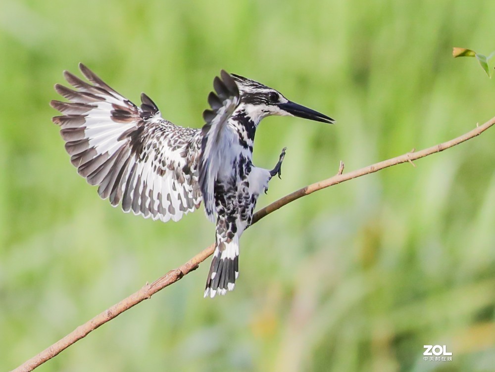 斑鱼狗，是一种鸟