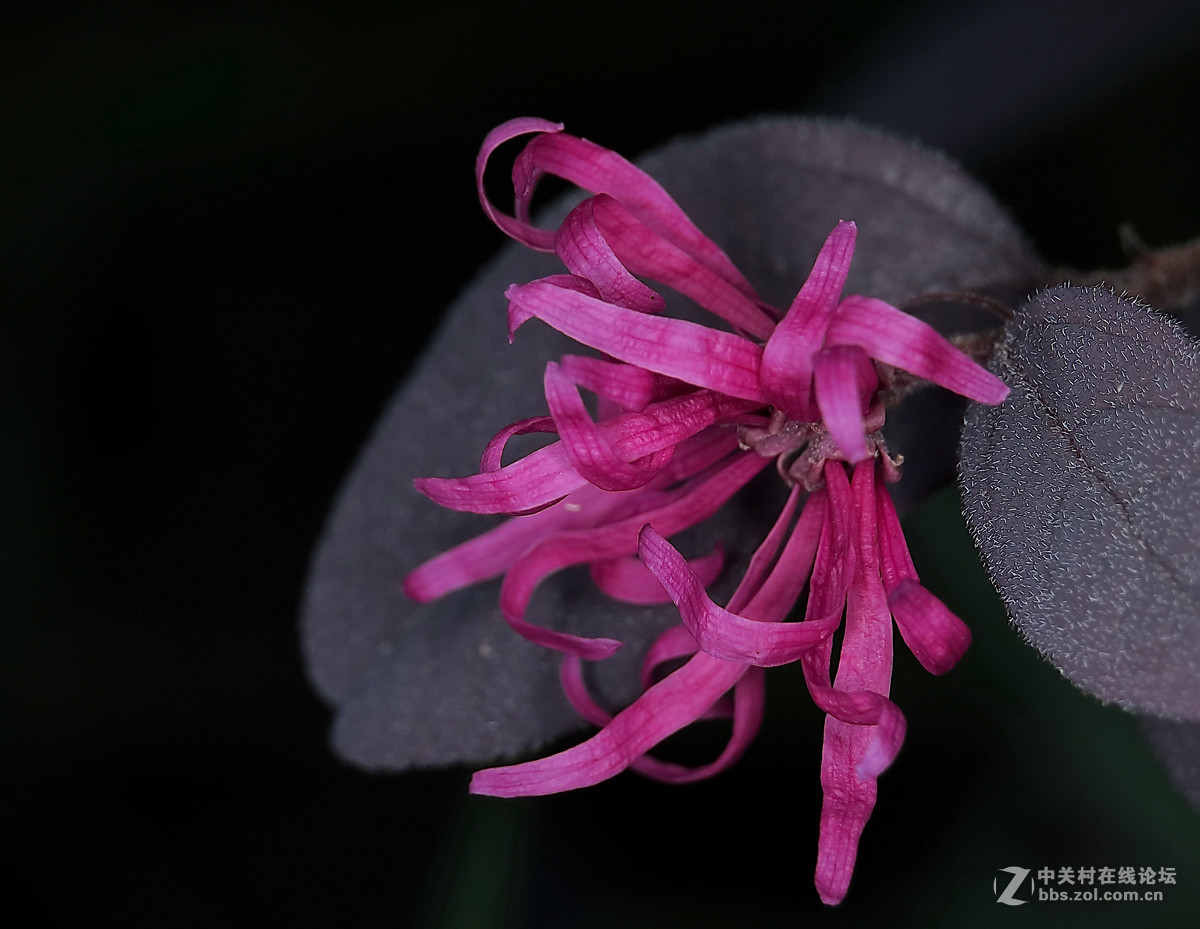 微距拍摄下的红花檵木