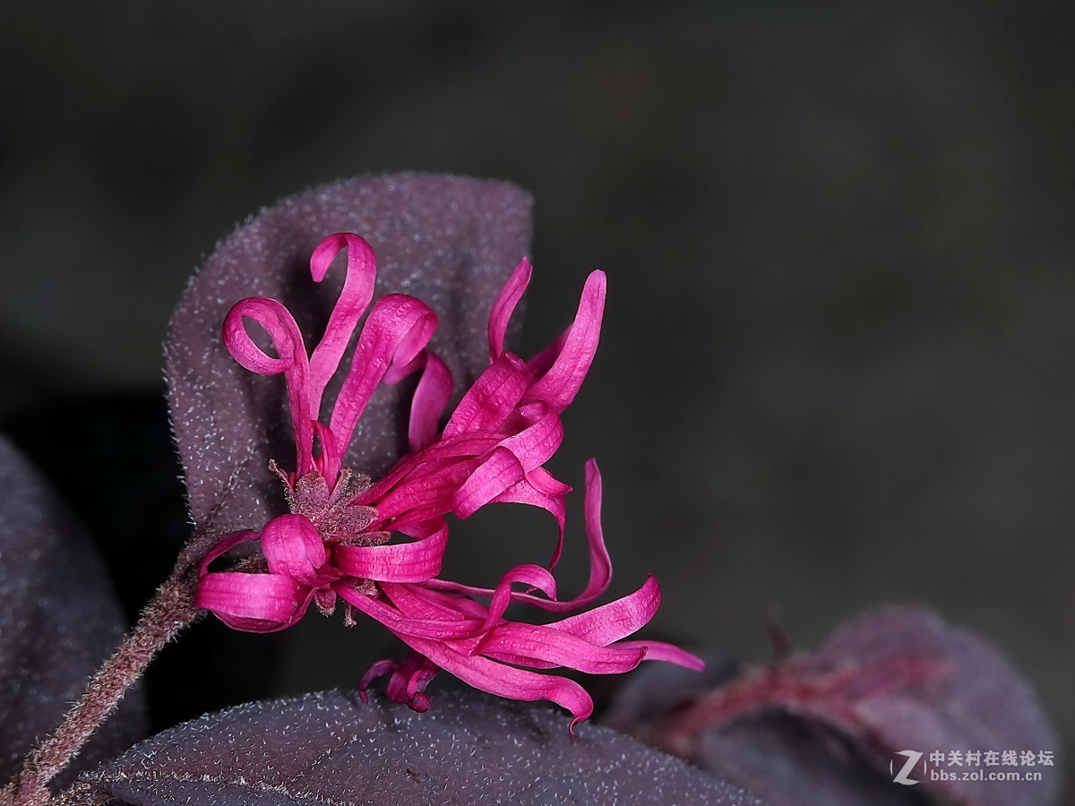 微距拍摄下的红花檵木
