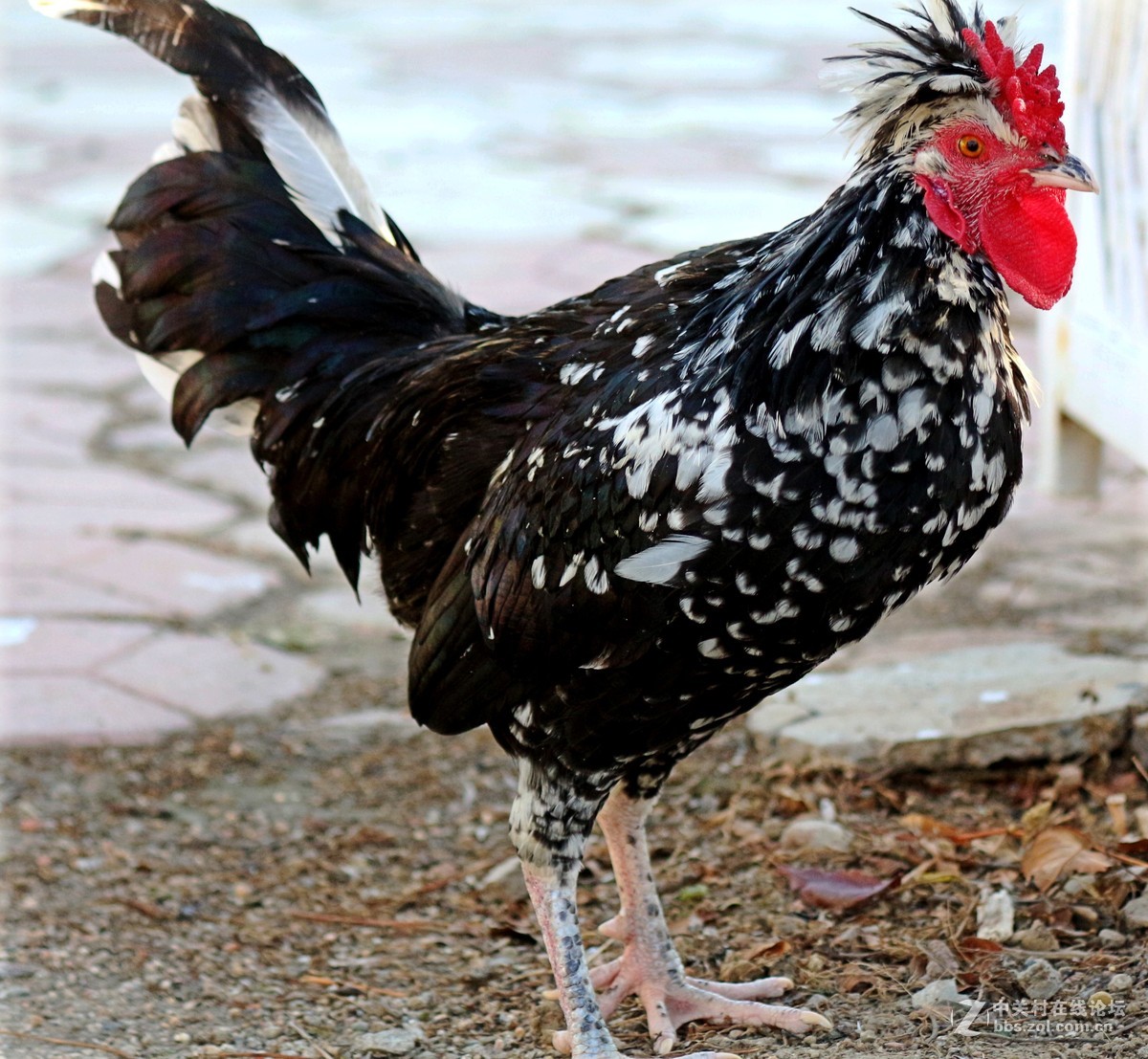 恐惧感的鸡夫妻