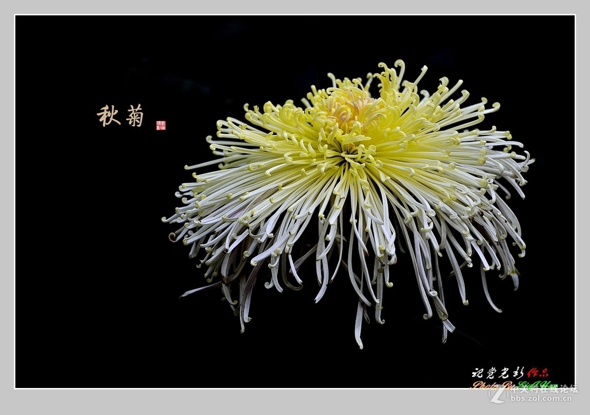 #ZOL月赛-记录最后的2015#拍摄身边的美风景[秋 菊](2)