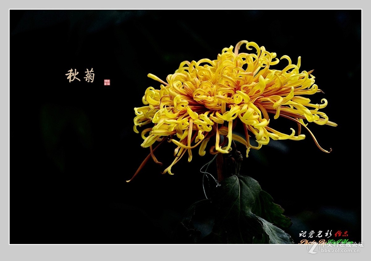 #ZOL月赛-记录最后的2015#拍摄身边的美风景[秋 菊](2)