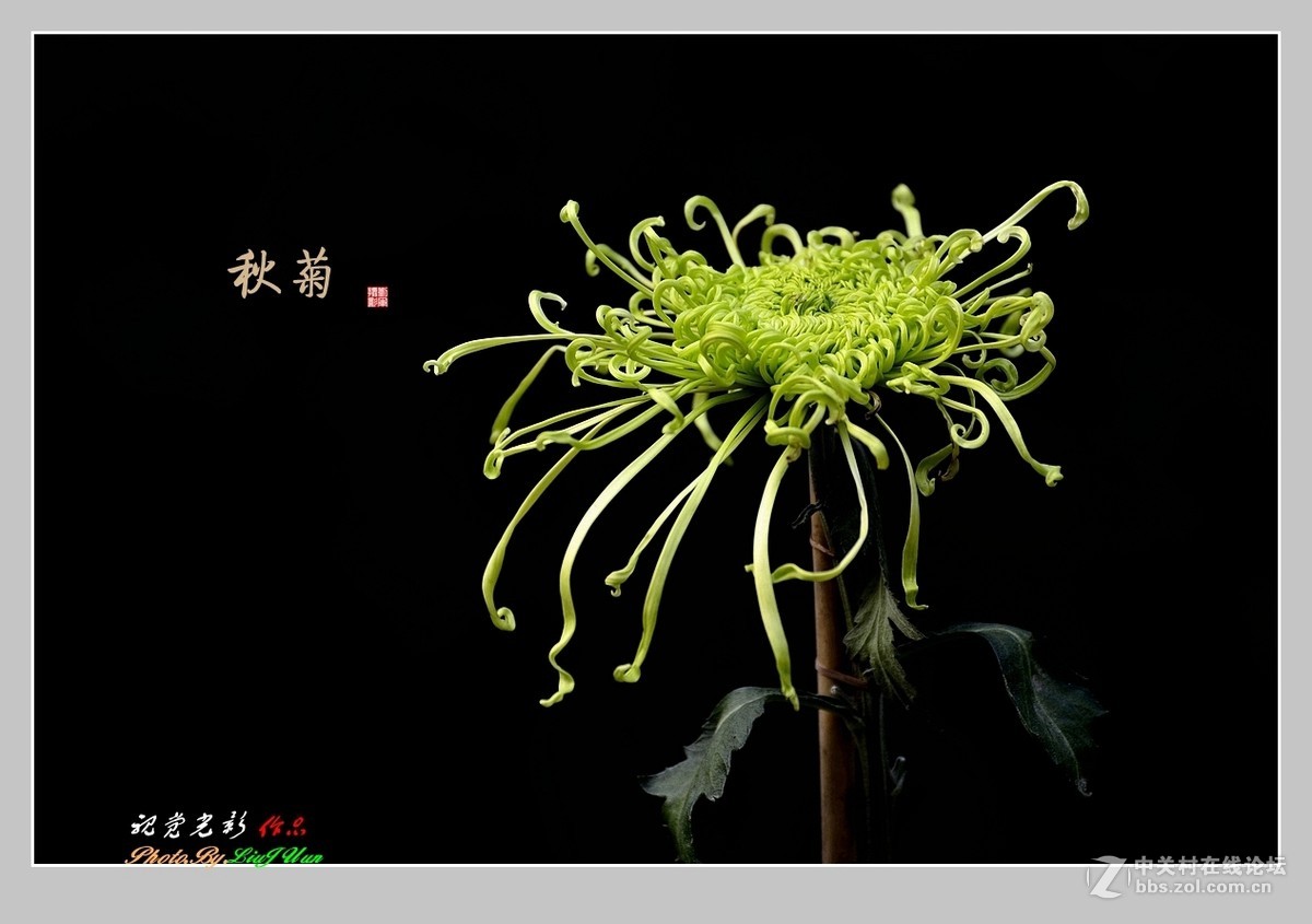 #ZOL月赛-记录最后的2015#拍摄身边的美风景[秋 菊](2)