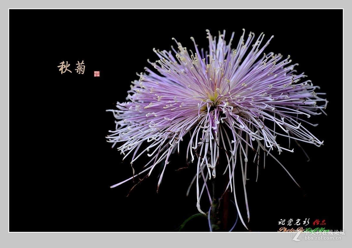 #ZOL月赛-记录最后的2015#拍摄身边的美风景[秋 菊](2)