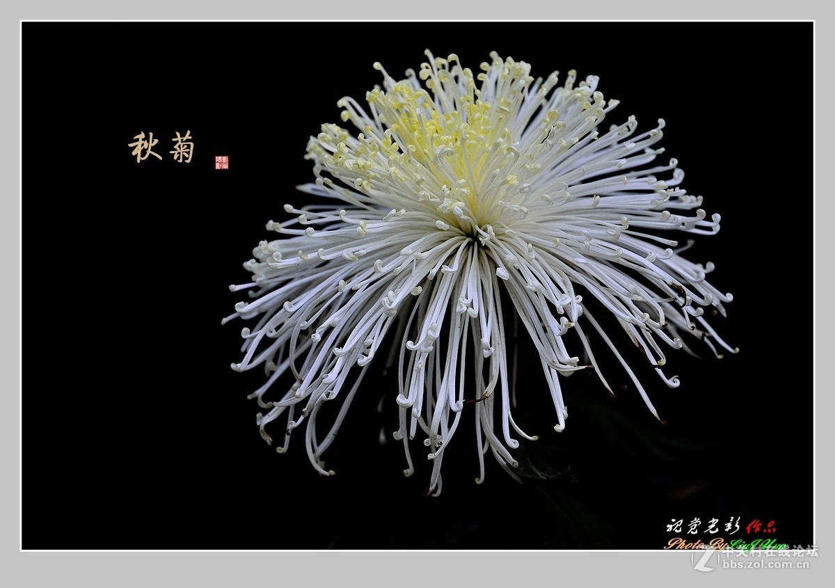 #ZOL月赛-记录最后的2015#拍摄身边的美风景[秋 菊](2)