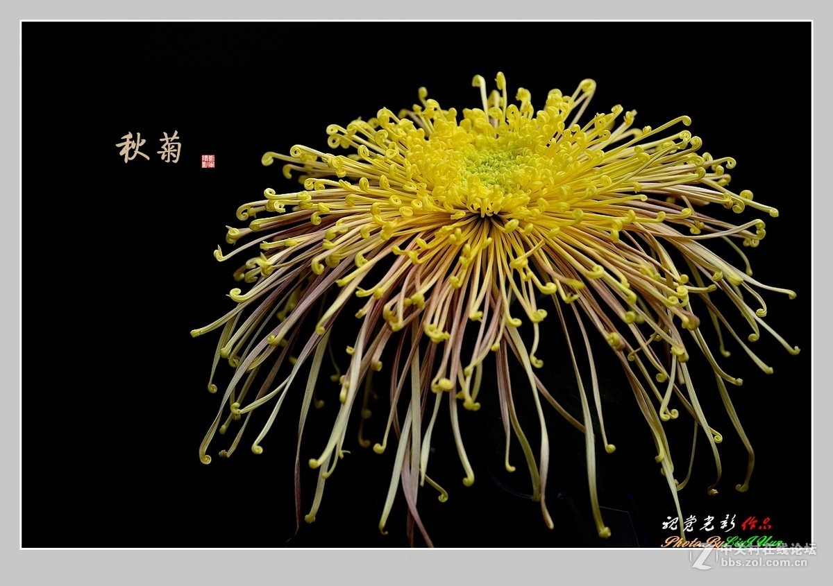 #ZOL月赛-记录最后的2015#拍摄身边的美风景[秋 菊](2)