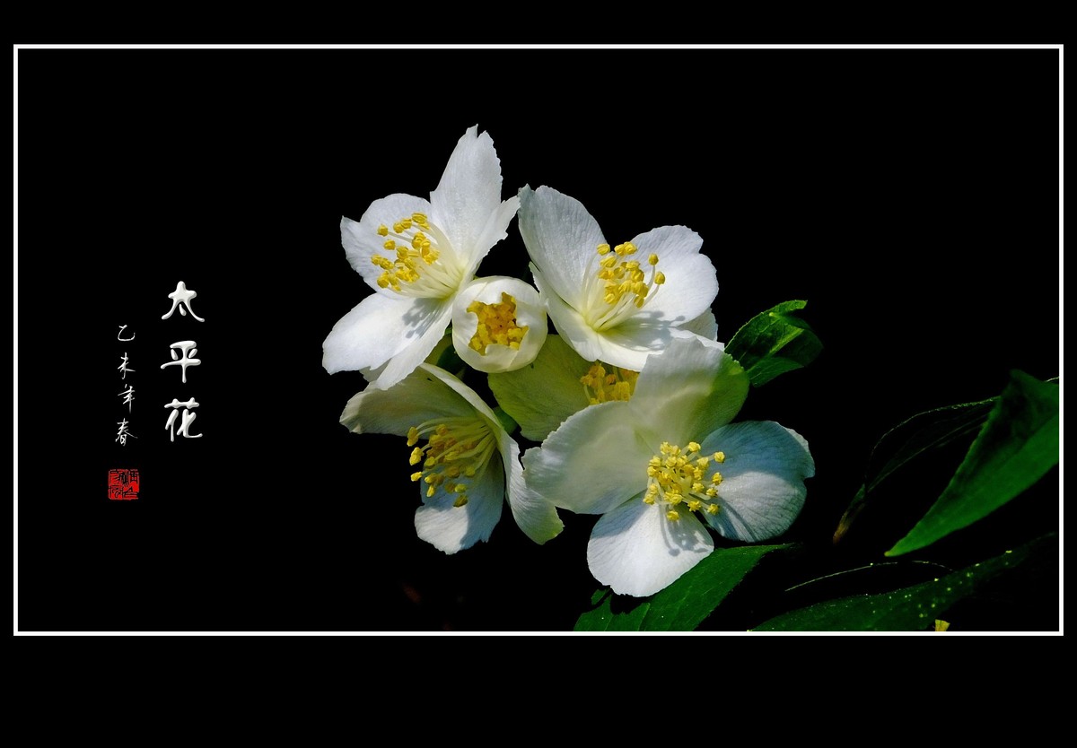纯洁的太平花