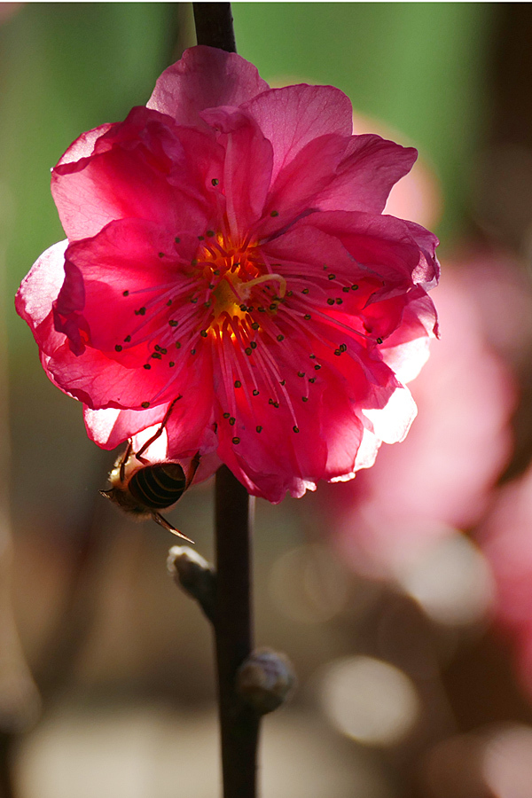 桃花、万两金 【年花5张】