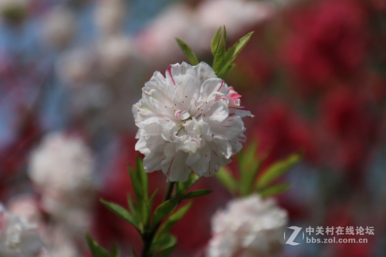 百花争艳