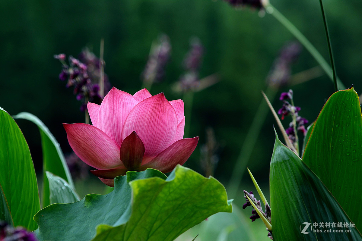 #版主坐堂# 2016年7月《尼康D5200》星空(中国)优秀作品选编