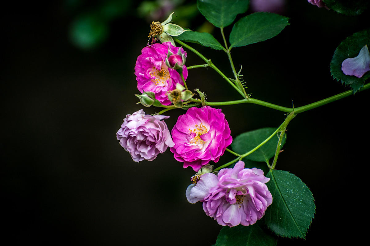 #版主坐堂# 2016年7月《尼康D5200》星空(中国)优秀作品选编