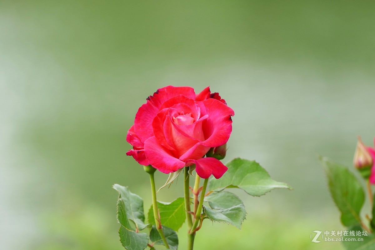 点缀春色 争芳斗妍（2017上海辰山植物园国际月季花展之一）