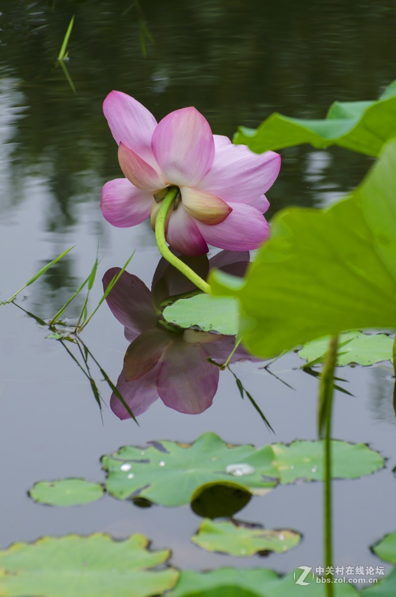 一朵留恋水面的荷花