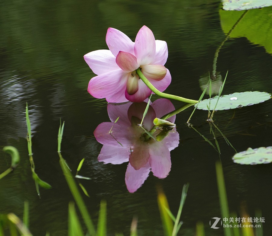 一朵留恋水面的荷花