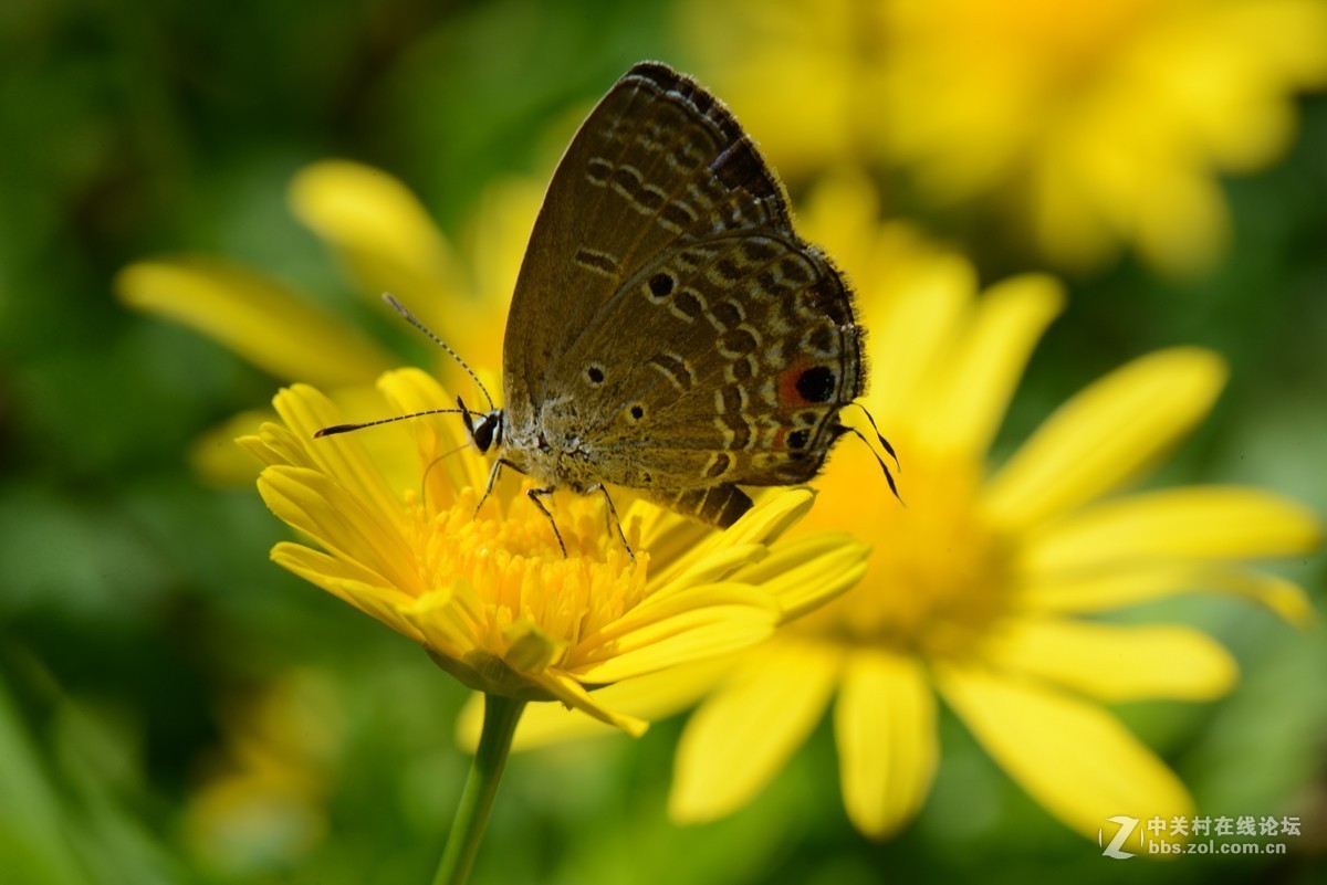 蜜蜂蝴蝶与黄金菊
