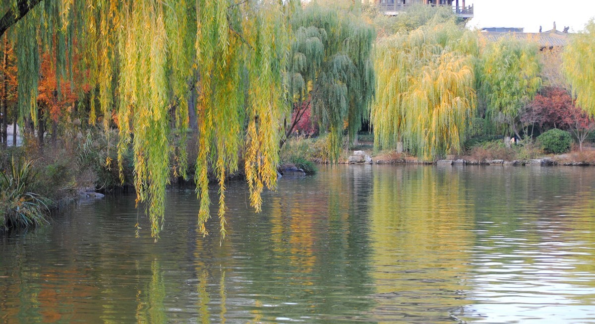 老机拍片；观湖光景色立觉神情气爽身心舒广！