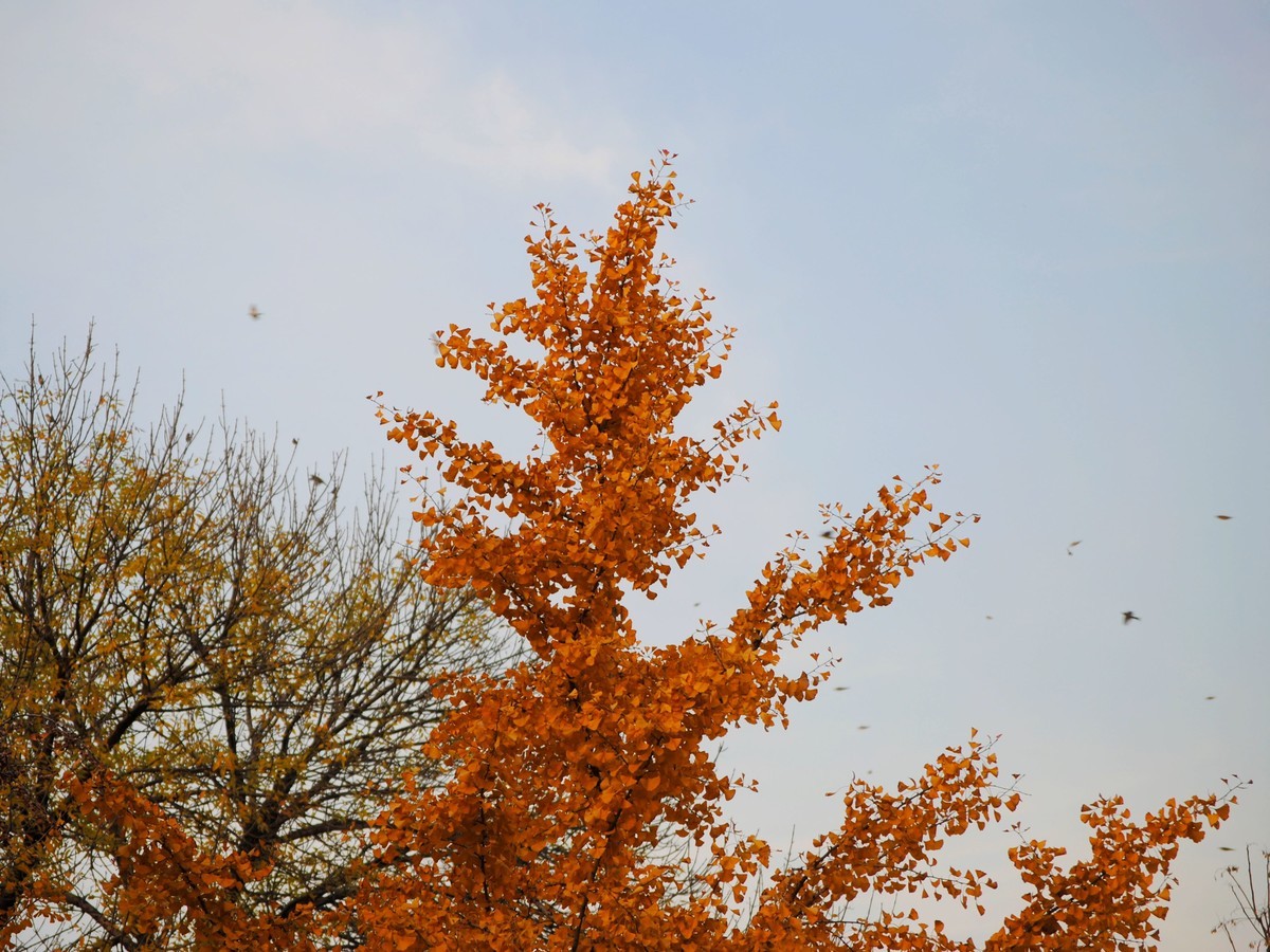 老机拍片；观湖光景色立觉神情气爽身心舒广！