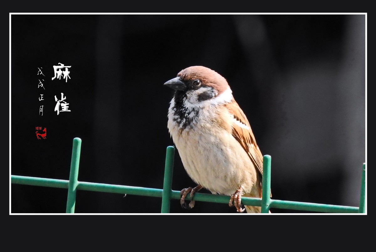 正月麻雀枝头闹