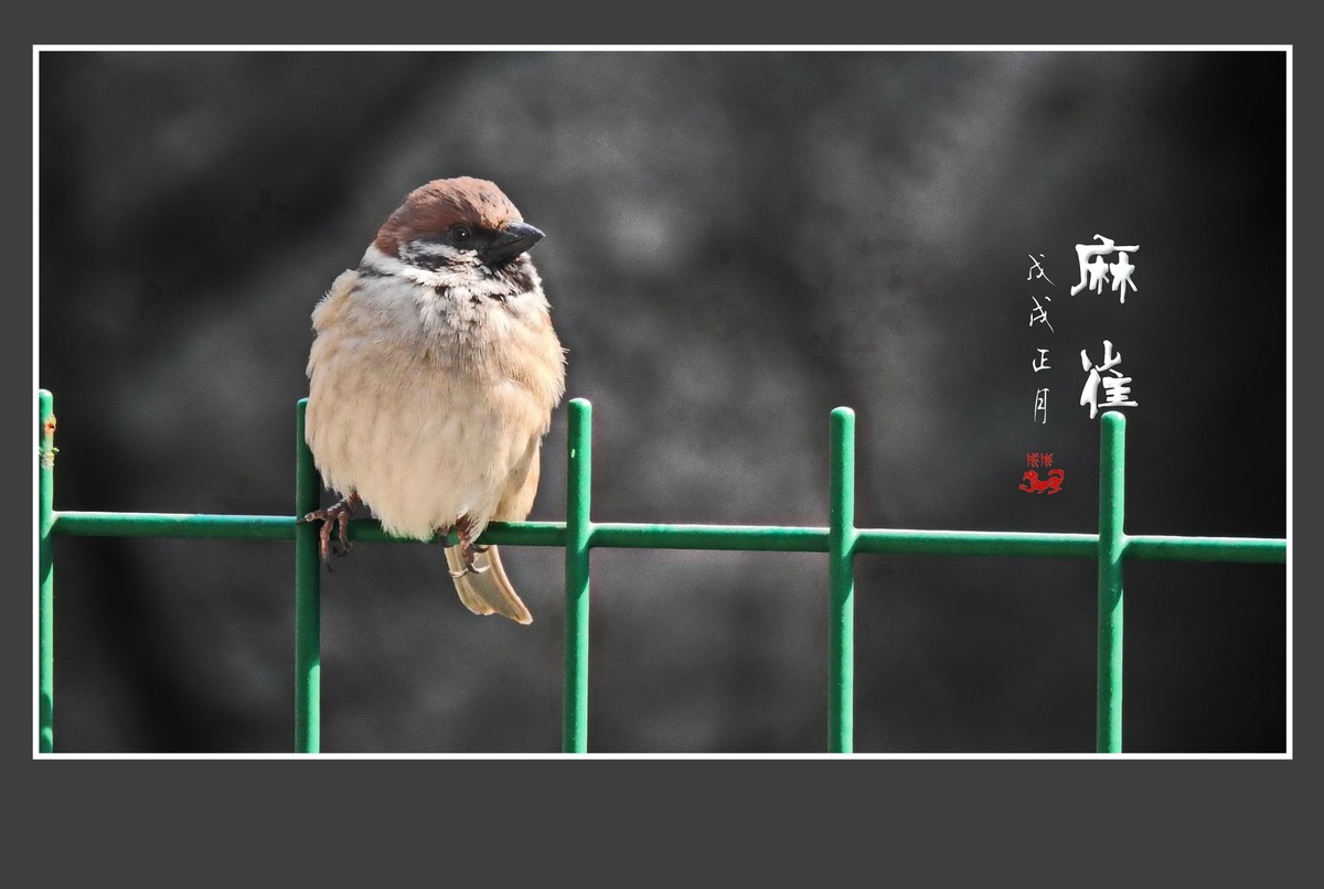 正月麻雀枝头闹