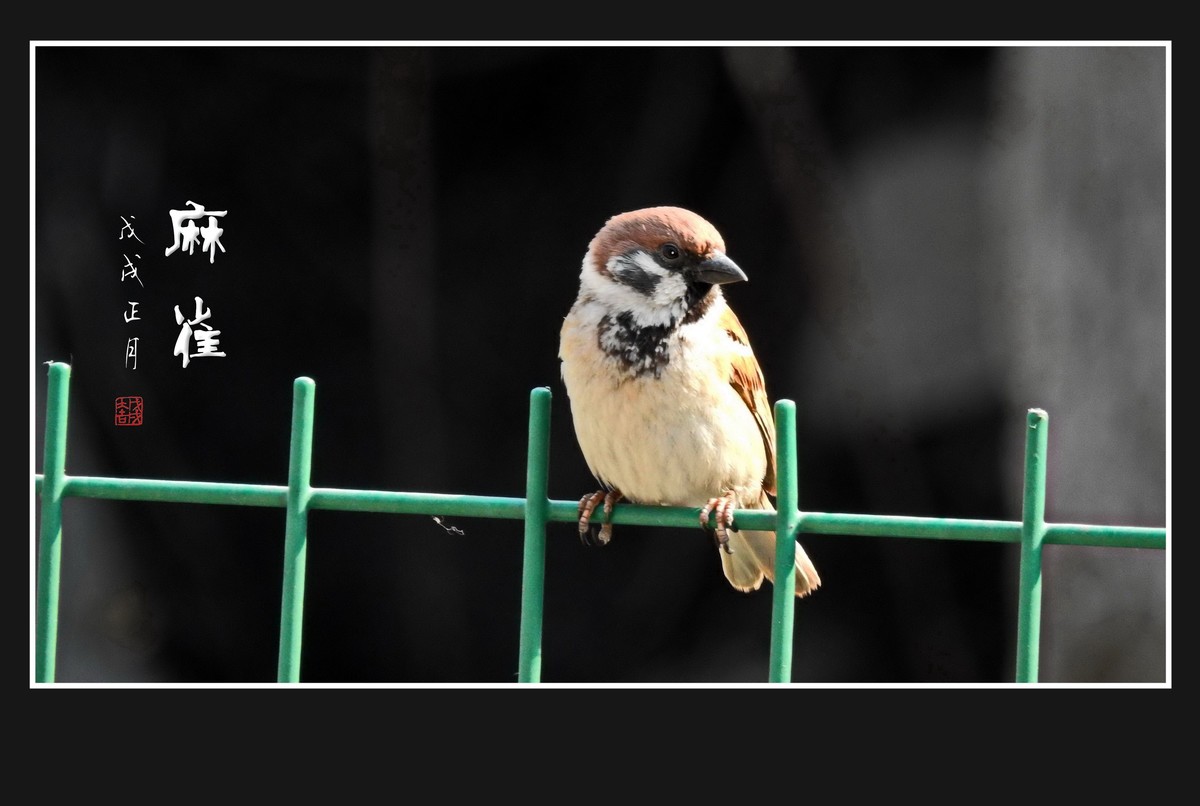 正月麻雀枝头闹