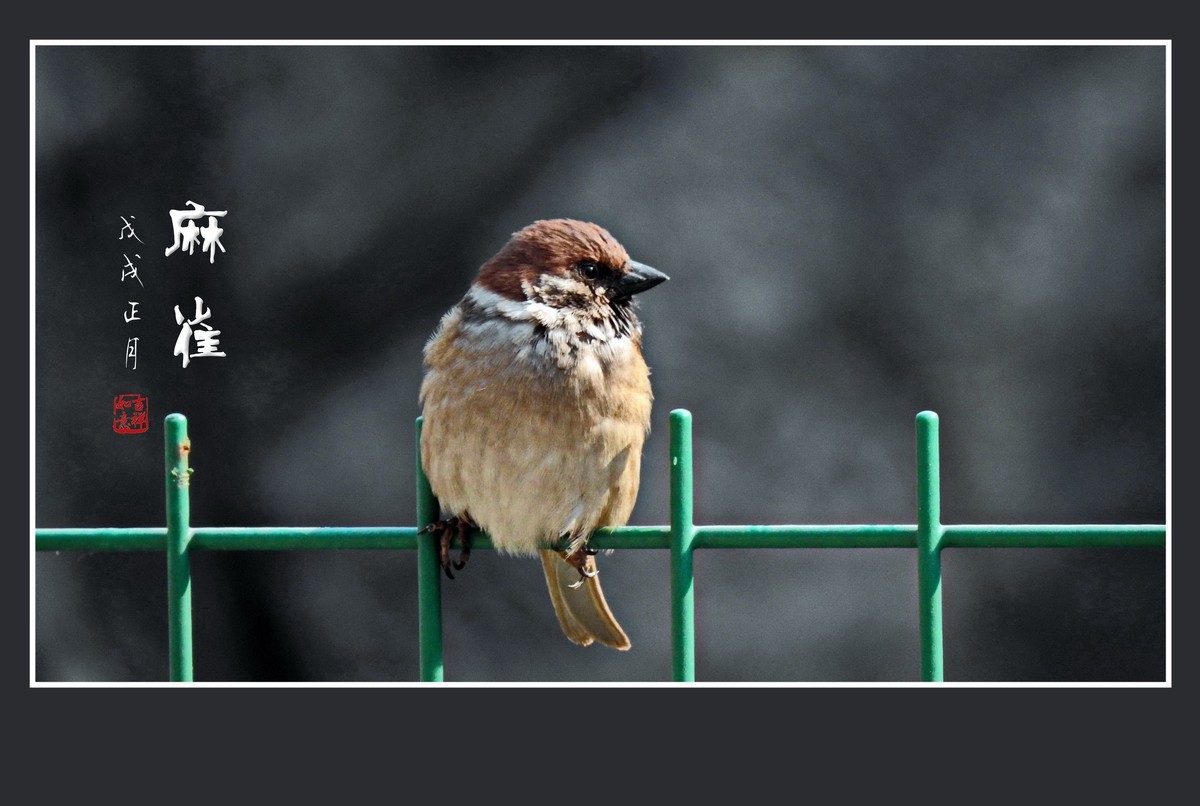 正月麻雀枝头闹