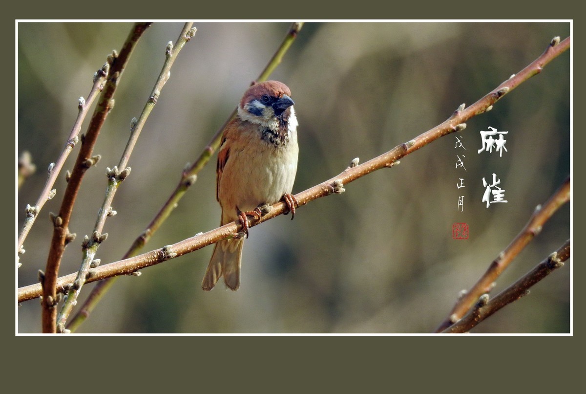 正月麻雀枝头闹