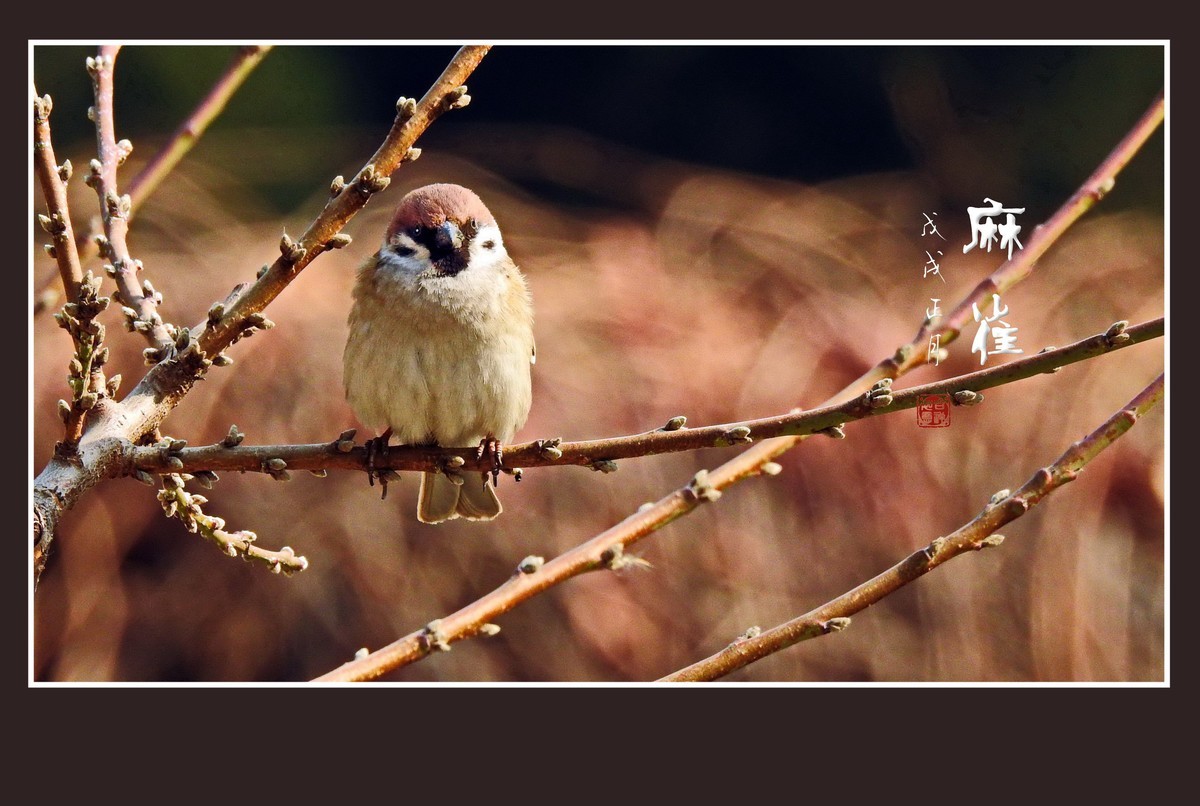 正月麻雀枝头闹