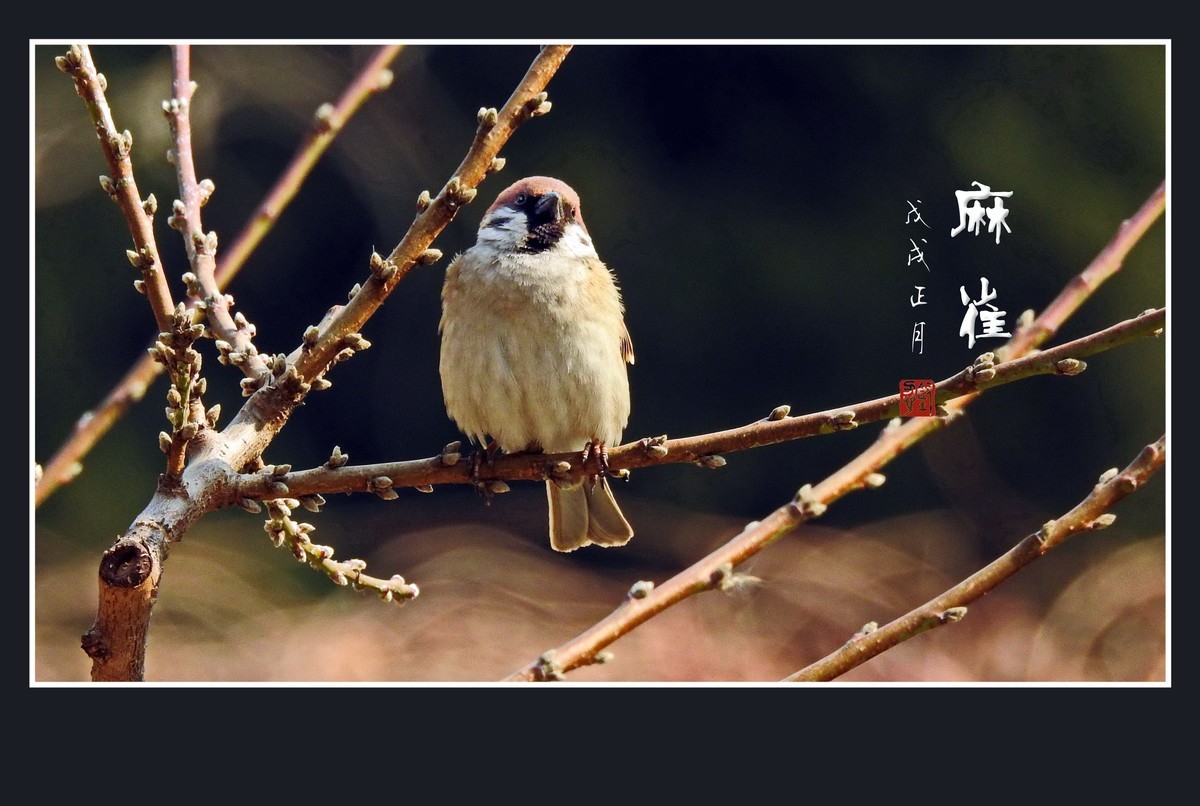 正月麻雀枝头闹