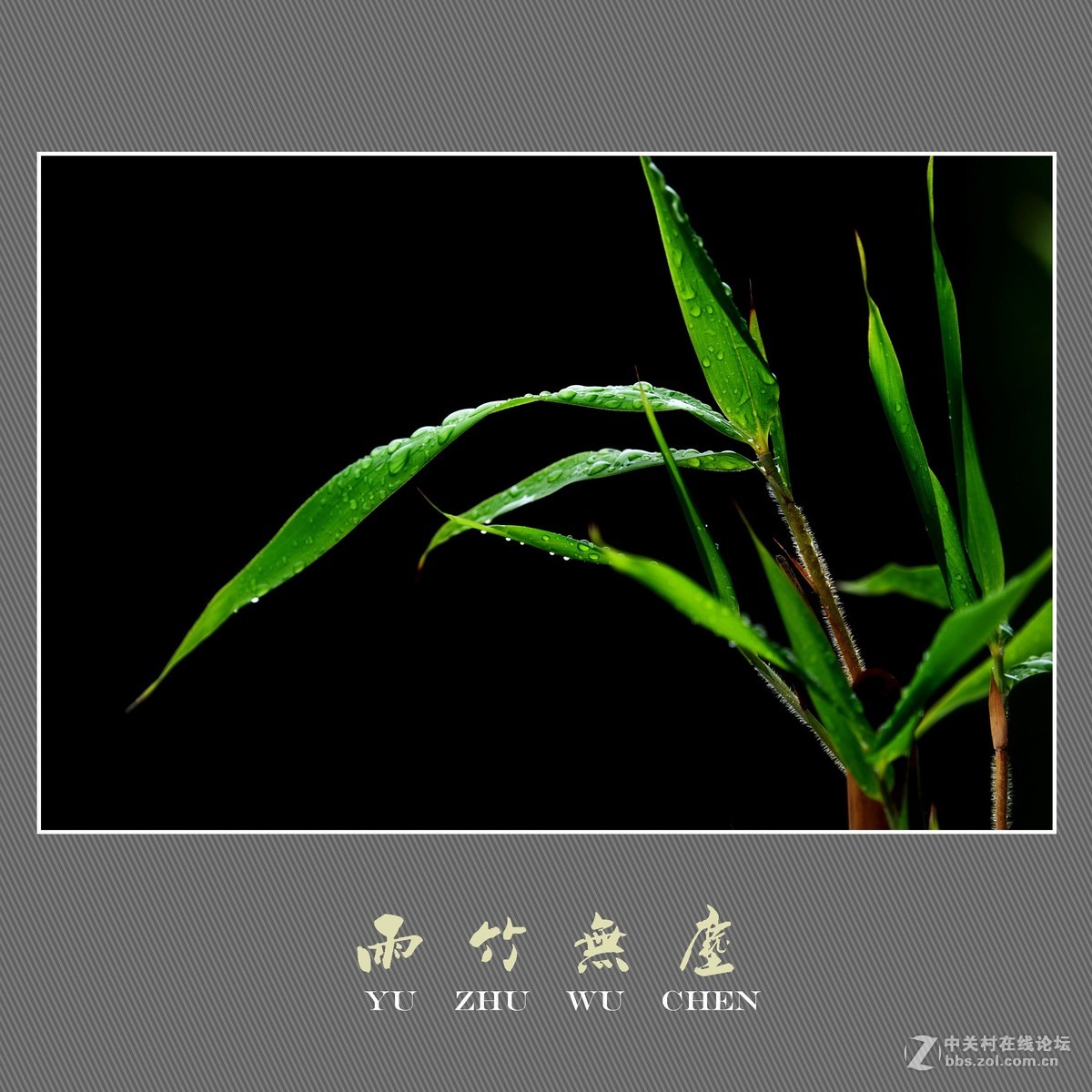 雨竹无尘 （尼康D800配300mm镜头）