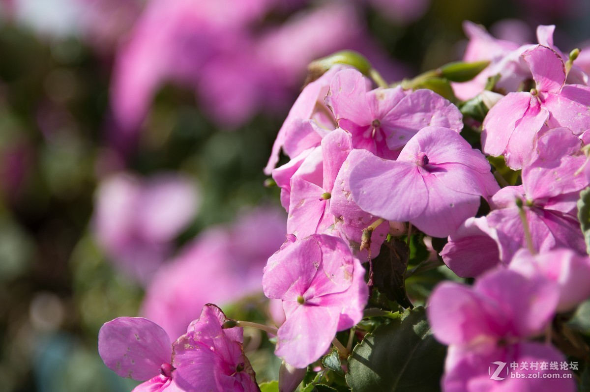 D7200+尼康28—300NEF转JPEG（无后期）