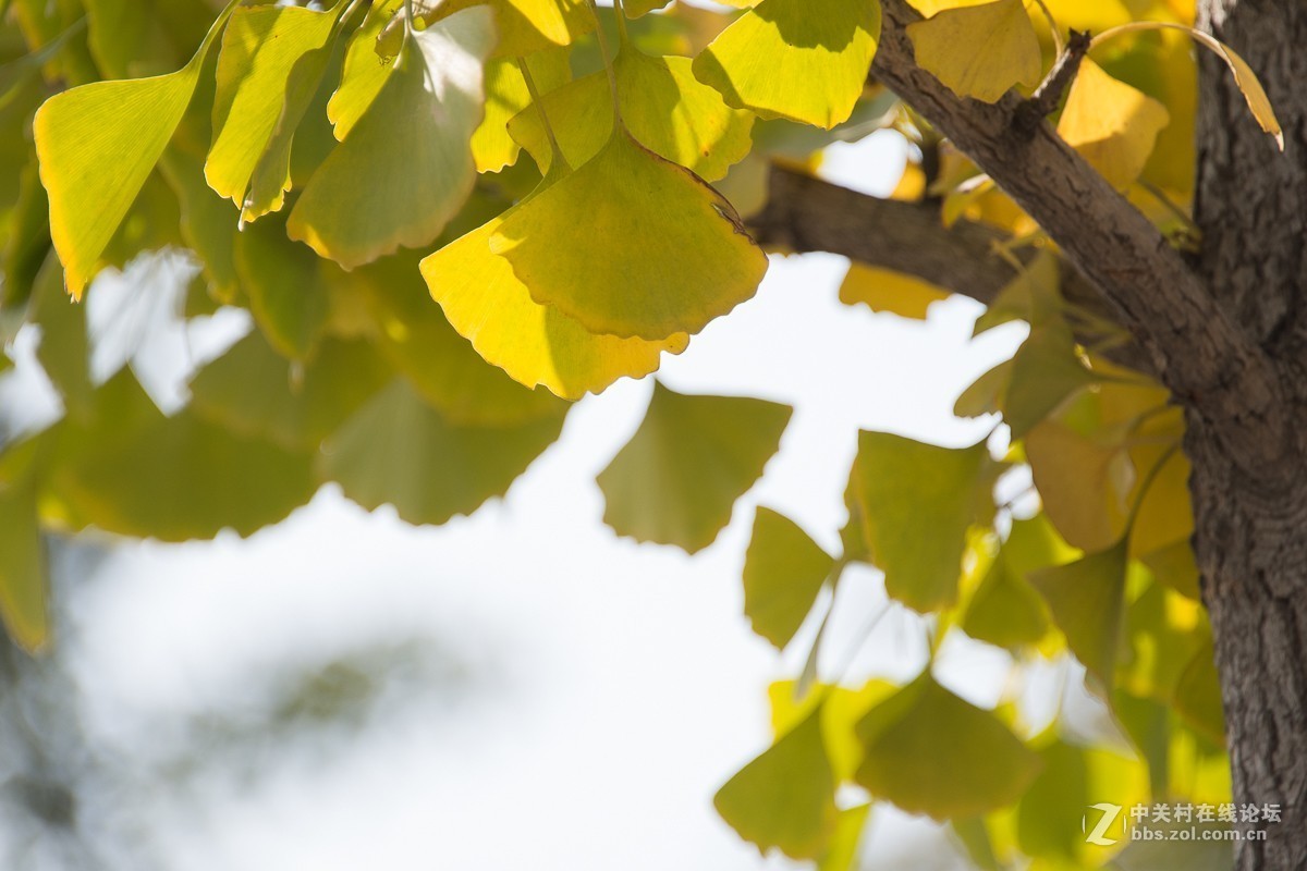 D7200+尼康28—300NEF转JPEG（无后期）