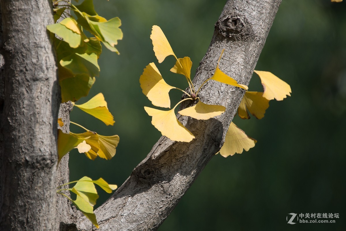 D7200+尼康28—300NEF转JPEG（无后期）
