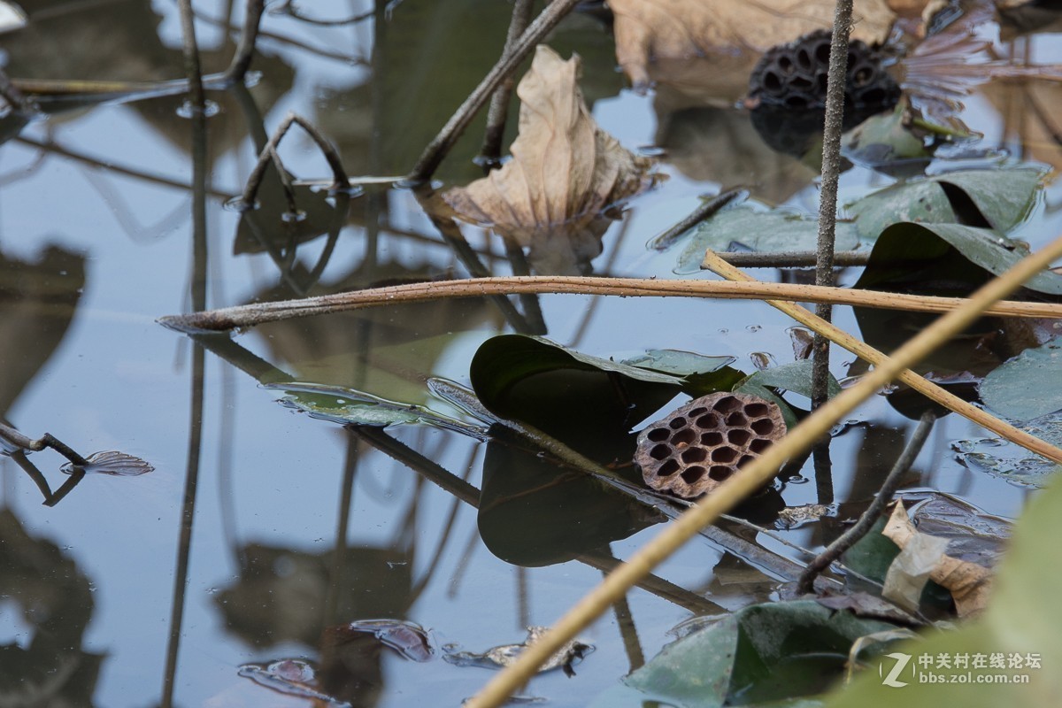 D7200+尼康28—300NEF转JPEG（无后期）