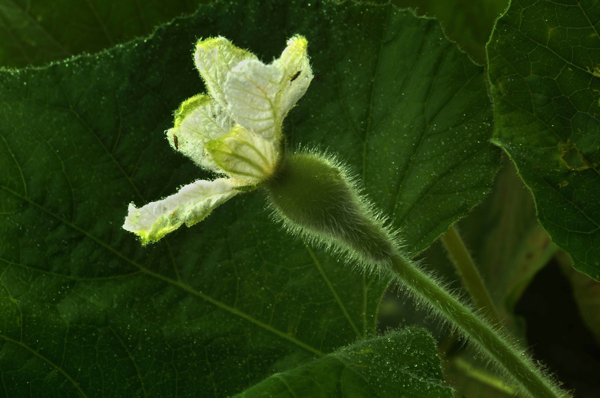 彭水石盘乡避暑拍的片片