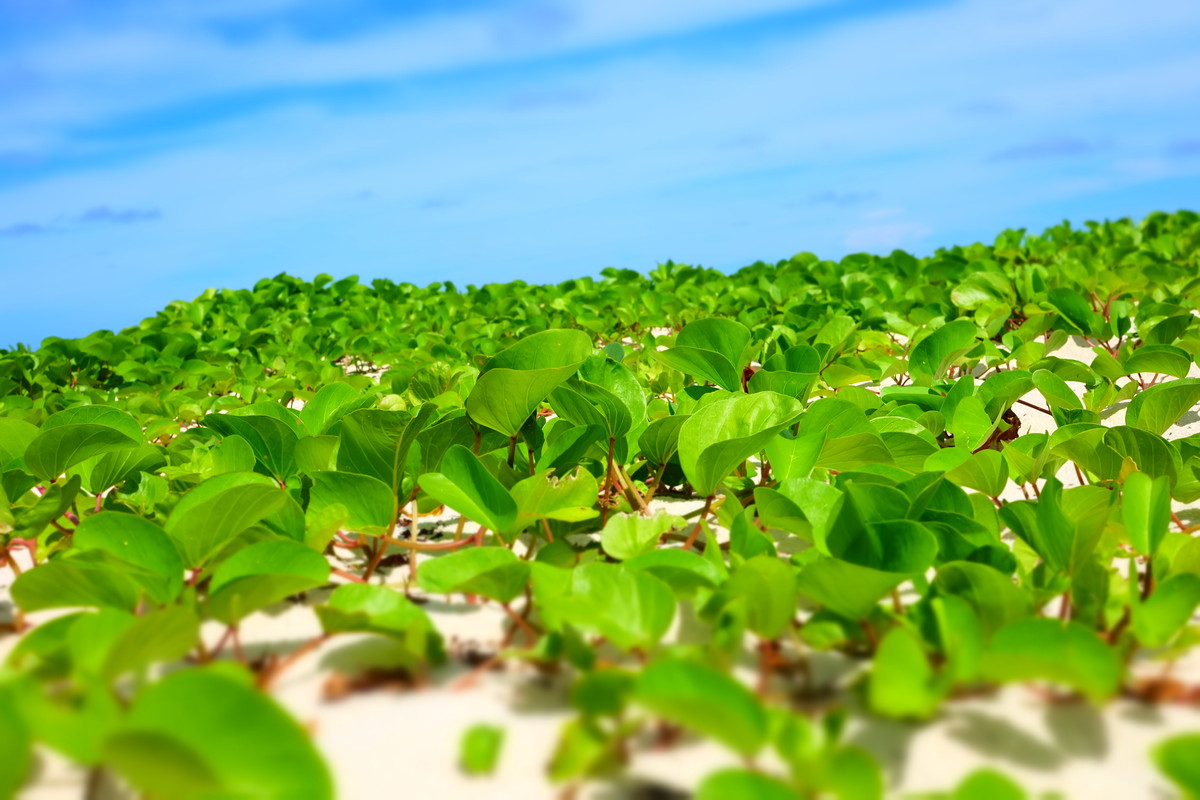 入手富士X-A2 选择了27mm定焦饼干头