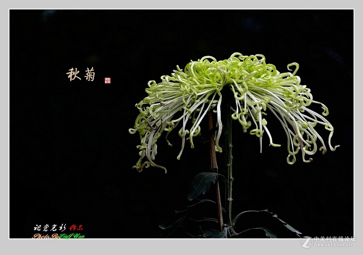 #ZOL月赛-记录最后的2015#拍摄身边的美风景[秋 菊](2)