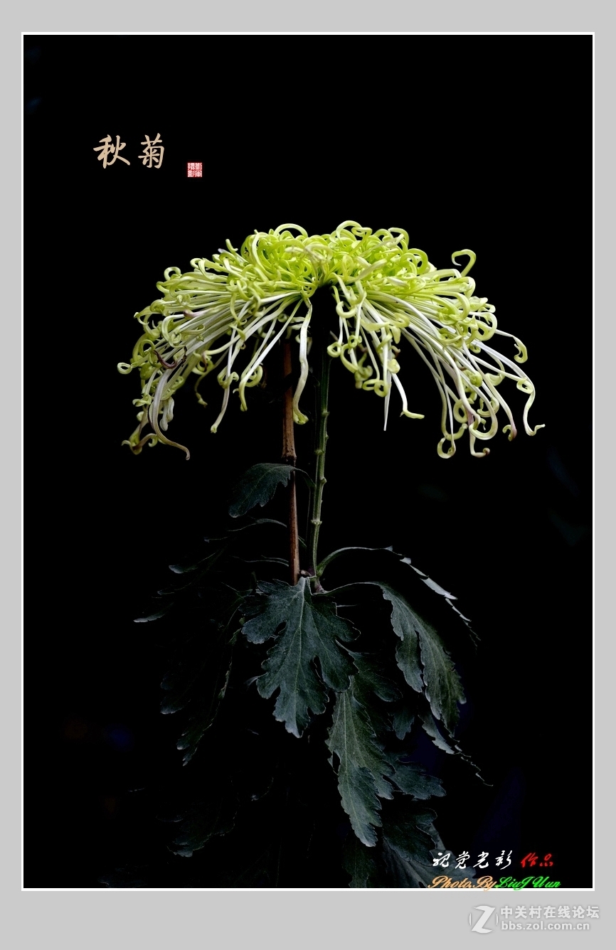 #ZOL月赛-记录最后的2015#拍摄身边的美风景[秋 菊](2)