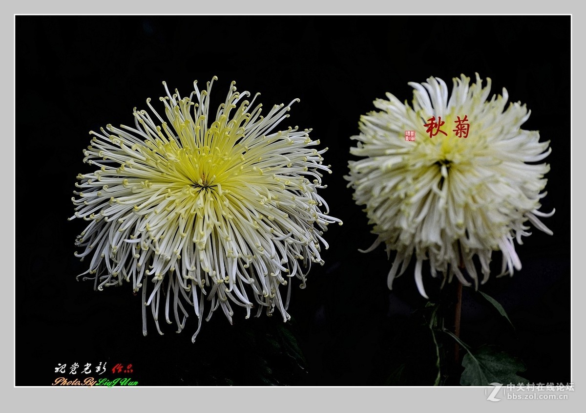 #ZOL月赛-记录最后的2015#拍摄身边的美风景[秋 菊](2)