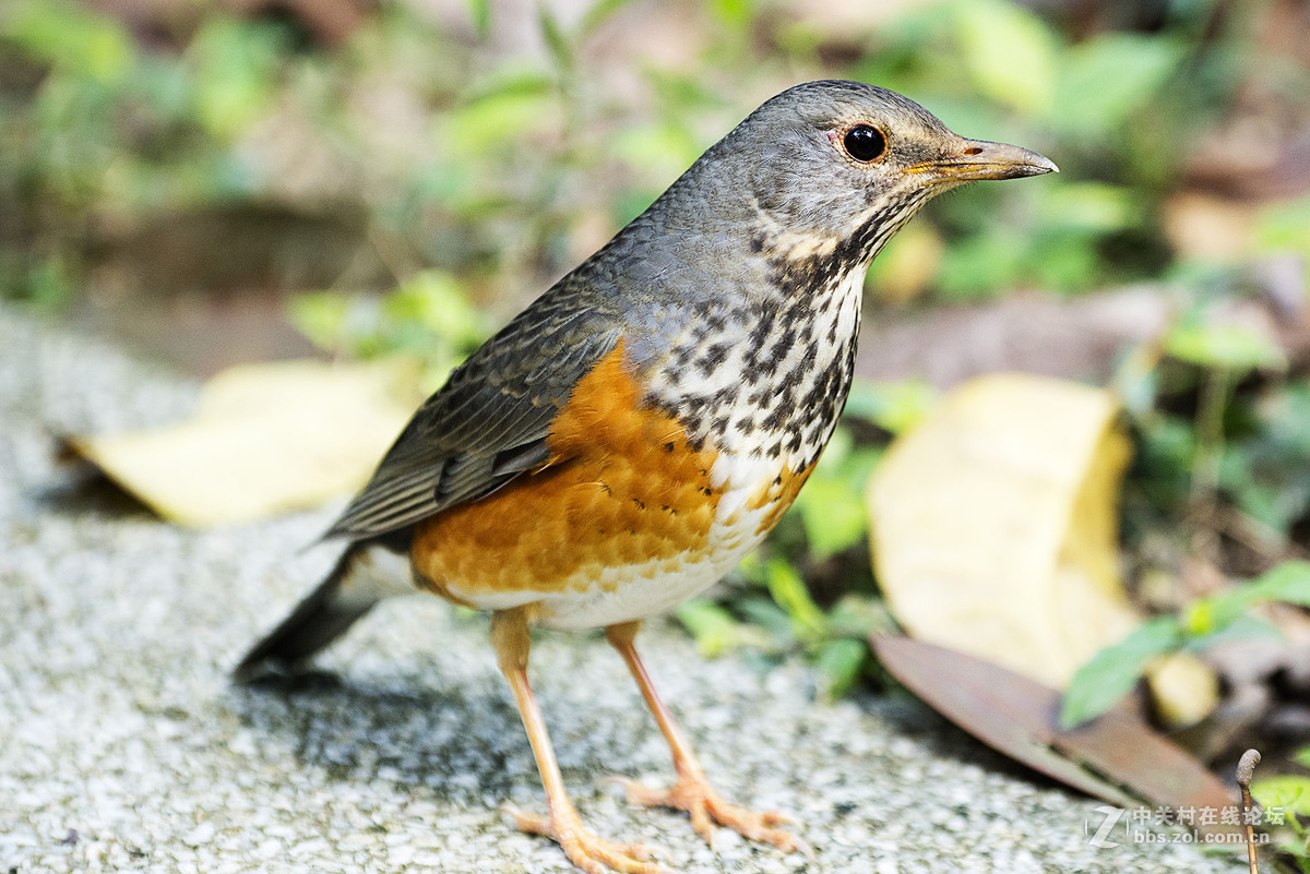 春节拍的一只小鸟