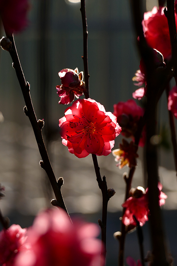 桃花、万两金 【年花5张】