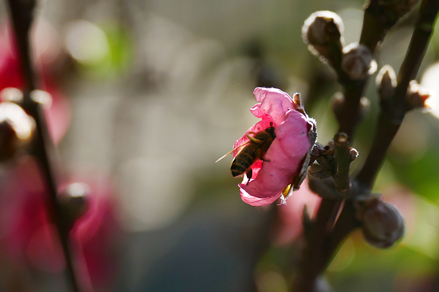 桃花、万两金 【年花5张】