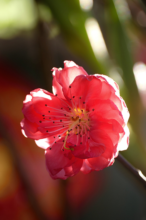 桃花、万两金 【年花5张】