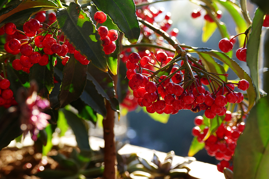 桃花、万两金 【年花5张】