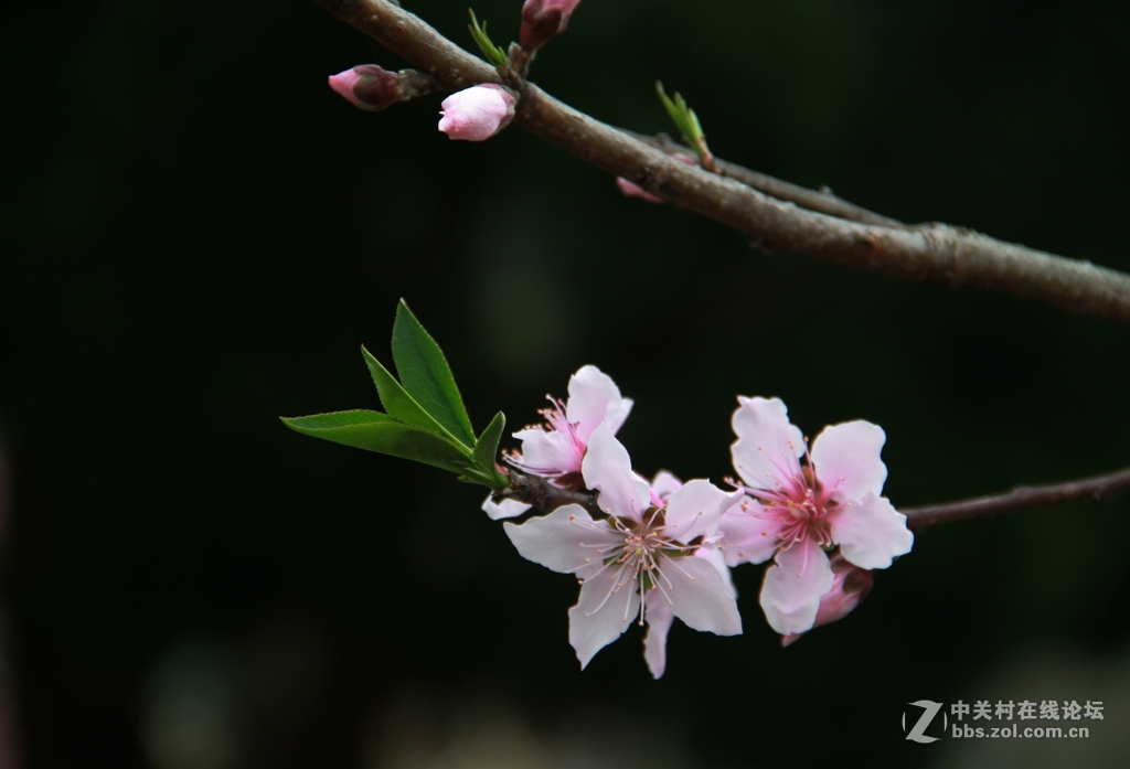 一组桃花