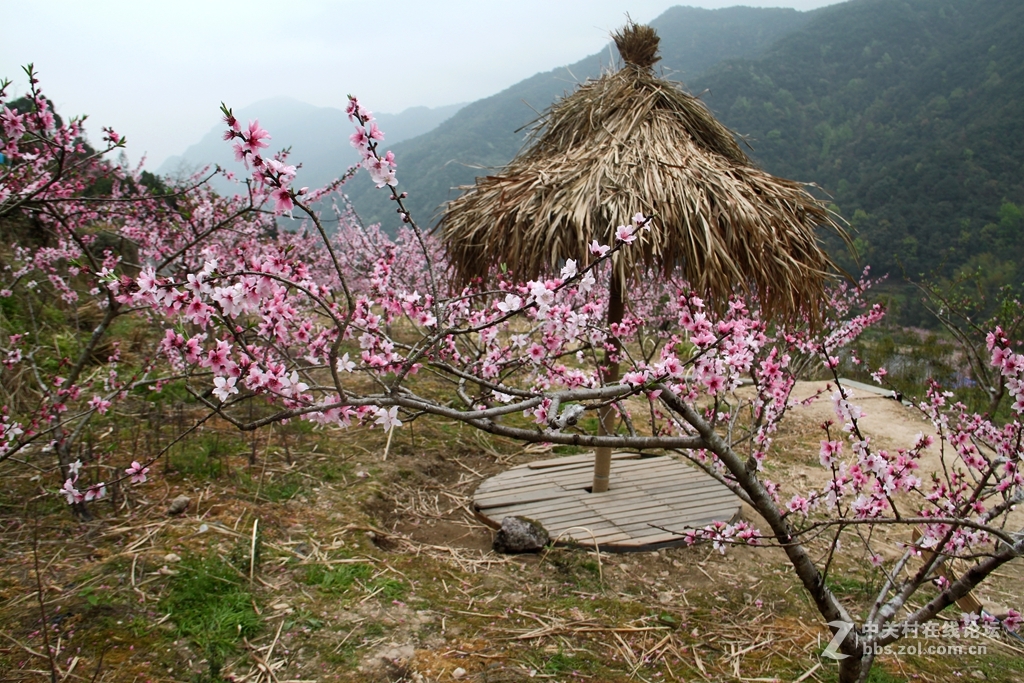 一组桃花