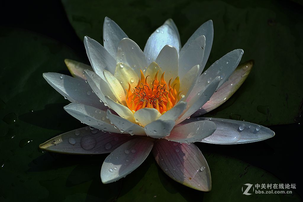 花之君子.....莲！