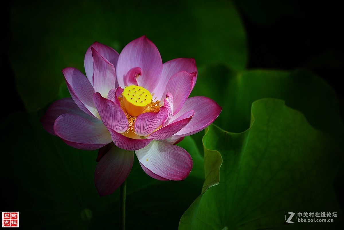 #版主坐堂# 2016年7月《尼康D5200》星空(中国)优秀作品选编