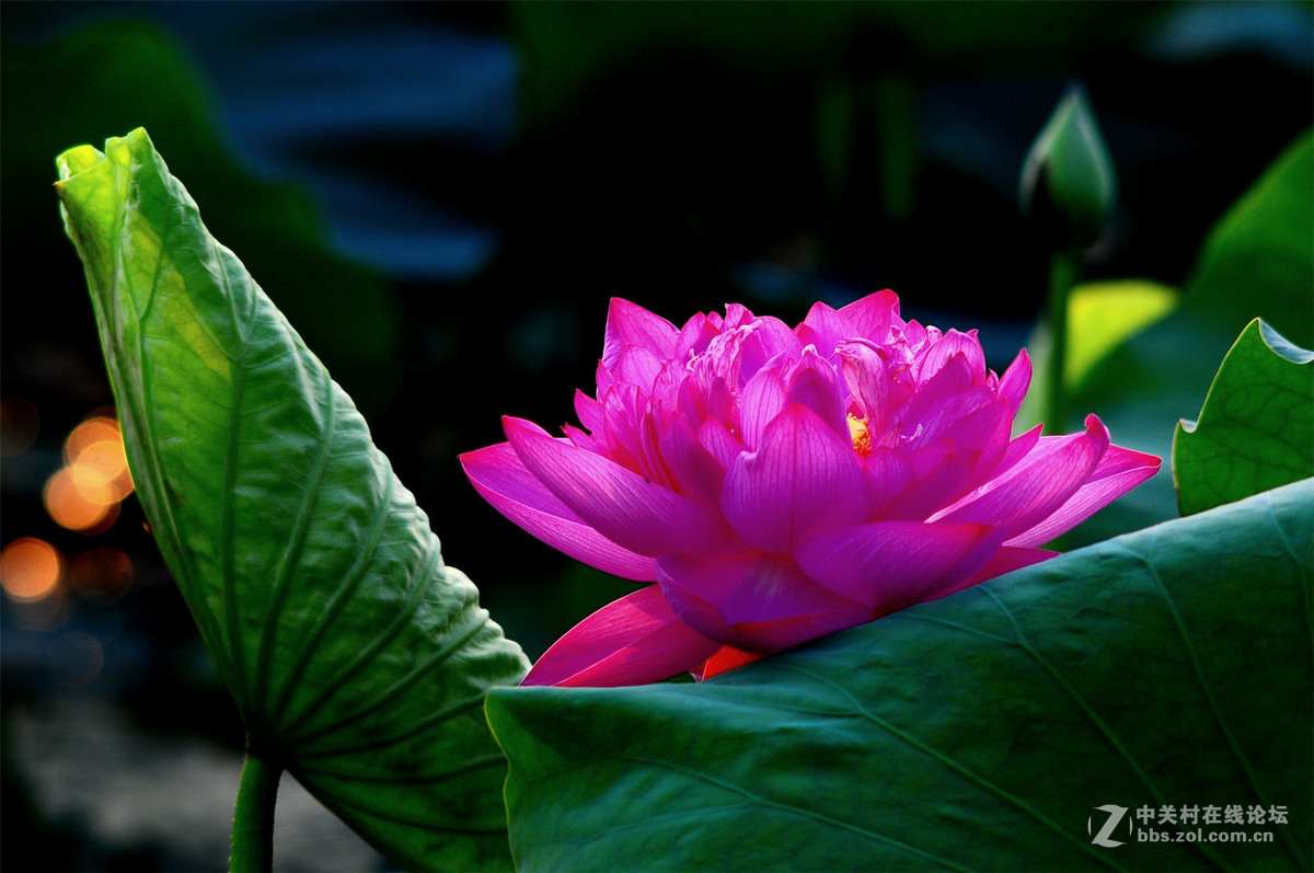 尼康老镜头AIS 300/4.5盛夏打荷（之二 ）