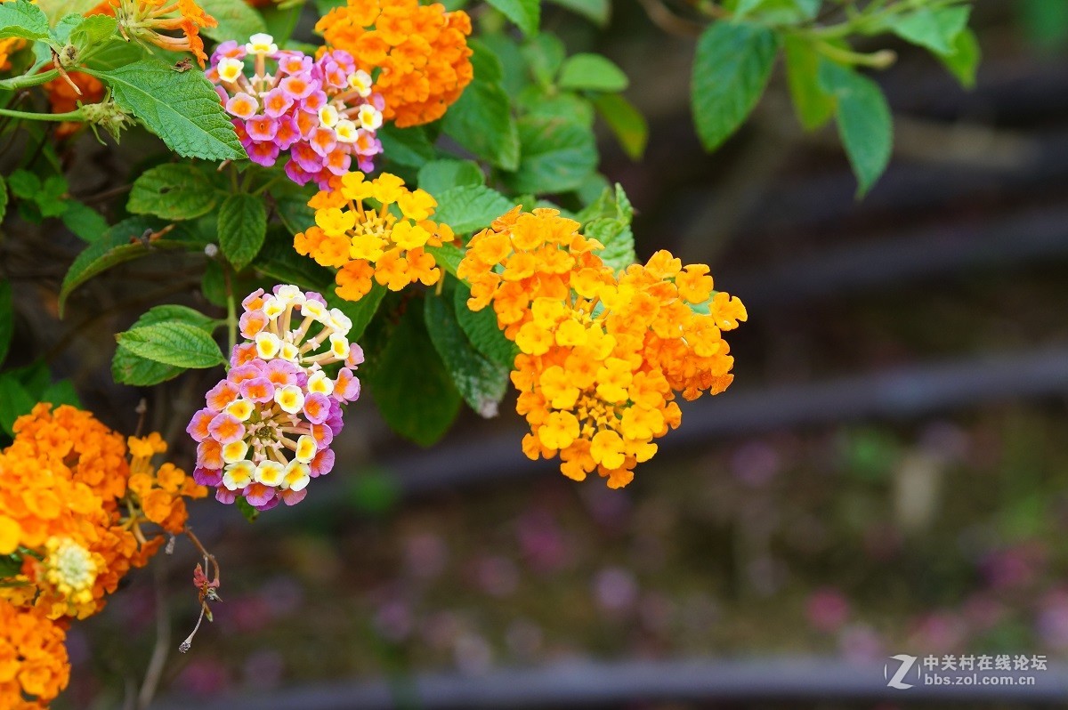 再发一点永诺85/1.8的照片给大家欣赏